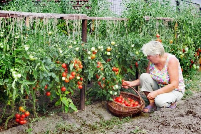 градински домати за разширени вени